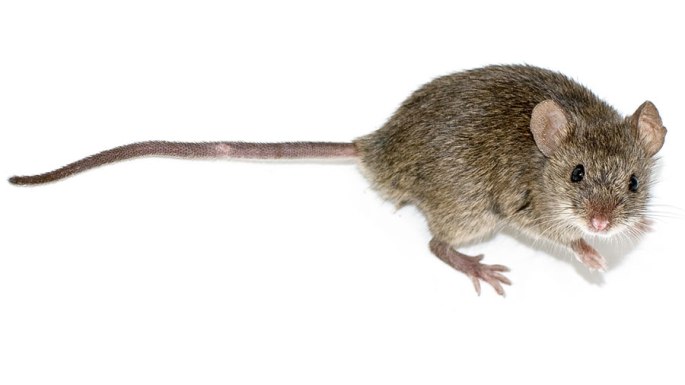 Bild einer Hausmaus