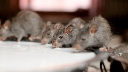 Ein Bild von Mäusen die aus einer Schüssel Joghurt trinken