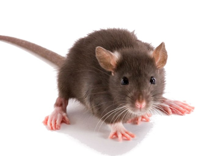 Bild einer Wanderratte